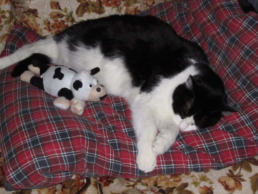 Tuxedo cat Andi with stuffed cow toy